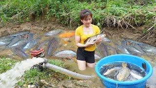 Drain The Puddle And Catch Many Fish Goes To Market Sell - Cooking Fish | My Bushcraft / Nhất