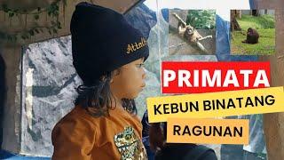 Attallah melihat primata di kebun binatang ragunan 