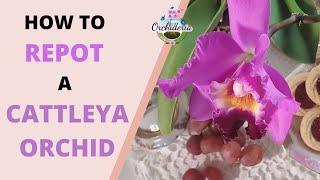 10 Hassle-free Steps & Tips You Didn't Know About Cattleya Orchids