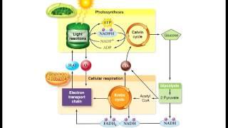 Biology 1010 Lecture 9 Glucose Metabolism