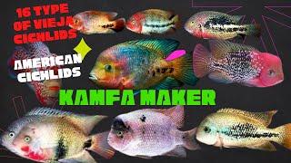 16 Types of Vieja CICHLIDS Species -  Vieja Flowerhorn Maker Fish (*American Cichlids*)