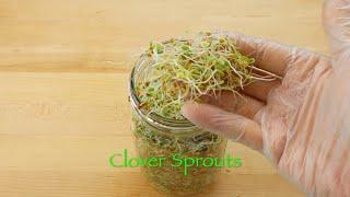 Clover Sprouts