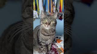 #cat #кот