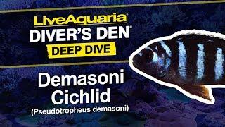 LiveAquaria® Diver’s Den® Deep Dive: Demasoni Cichlid (Pseudotropheus demasoni)