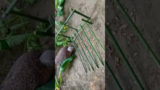 Bird Trap | Beautiful dove trap #trap #Bird trap