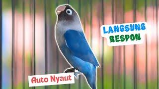 Lovebird Gacor Ngekek Panjang Ini Efektif dan Cepat Membuat Labet Mana Saja Nyaut Langsung Respon