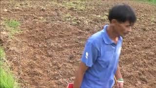 Planting Alfalfa For Pasture In The Philippines