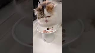 viral British shorthair eat #viral #shorts #gentinghighlands #cat