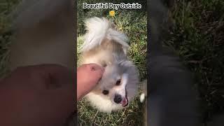 Beautiful Day Outside #daydream #fyp #viralshorts #viralvideo #pomeranian #pets #lupefiasco