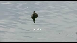 Gallinule poule d'eau VD 05 10 2023