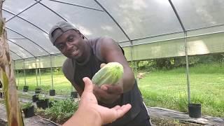 May 2020 Garden Harvest!!|The More You GiVE the More You RECEIVE