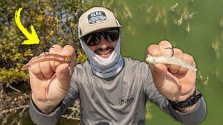 3 Days Fishing NEW NLBN SHRIMP! Everything You NEED to Know!