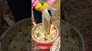 Incredible Honey Harvest: Watch Pure Gold Flow From the Comb!