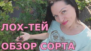 ЛОХ-ТЕЙ, плюсов больше чем минусов!