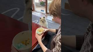 처음 본 외국인한테 간식뜯는 강아지 #강아지 #포메라니안