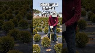 조경수 추천! 둥근측백 에메랄드부시 0.4×0.4, 정원 속 작고 단단한 존재 #가드닝