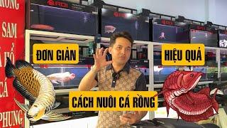 Chia sẻ cách nuôi CÁ RỒNG đơn giản nhất nhưng hiệu quả vô cùng cao #carongvietnam