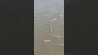 mullet in river leven