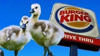 BABY GEESE GO TO BURGER KING