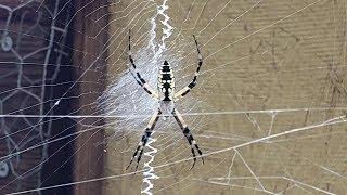 Large Black and Yellow Spider