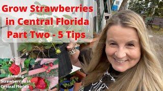 Grow Strawberries on Central Florida Urban Homestead Part 2- 5 Tips for Big Harvest