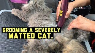 SEVERELY MATTED CAT GETS GROOMED - VIEWERS DISCRETION ADVISED!