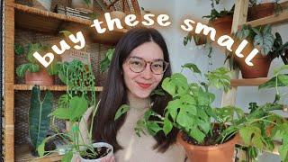 Houseplants to Buy SMALL!