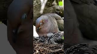 Mourning Dove: Melodies of Solace