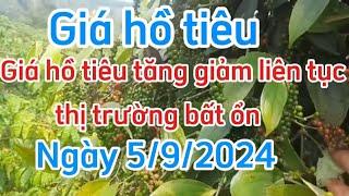 Giá hồ tiêu hôm nay 5/9/2024|Giá tiêu tiếp đà tăng nóng đồng loạt các địa phương