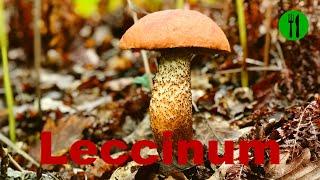 Leccinum Mushroom edible