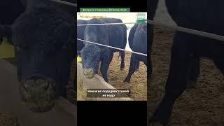 Откорм бычков на мясо. 5000 ангусов на откормочной площадке #shorts #казахстан  #откормБычков #быки