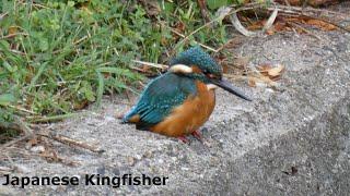 Japanese Kingfisher / カワセミ