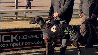 An honest day as a greyhound owner - Bish Bosh Bashy runs again