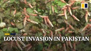 Locusts devour crops in Pakistan, leading to food shortage fears