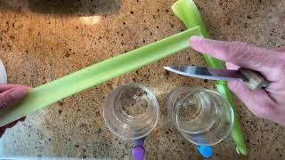 Celery Experiment