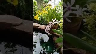 Dendrobium & Oncidium in my Garden #beautifulorchids - If I Ain"t Got You Alicia Keys