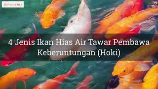 4 Jenis Ikan Hias Air Tawar Pembawa Keberuntungan(HOKI)