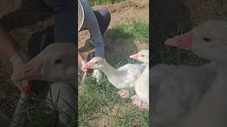 초보농군 주말농장 텃밭 새끼거위랑 초벌 아씨정구지 부추 수확하기 Baby geese and green leeks harvested