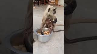 https://youtube.com/shorts/zRefuaTN06M?feature=share7