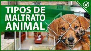  ¿Qué es el Maltrato Animal, Tipos de Maltrato y qué Puedo Hacer para Evitarlo? 