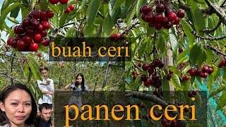 PANEN CERI BUAH CERI