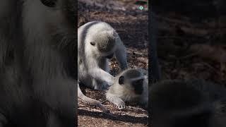 Life of Baboons: A Magical Journey into the Wild World