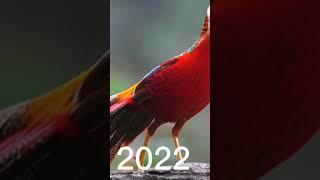 2022 phoenix Bird and 7000 bce phoenix bird //mythology//shorts vedio🪶