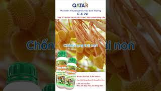 Phân bón vi lượng điều hòa sinh trưởng QATAR MAX - Trái lớn nhanh, tướng đẹp chuẩn!