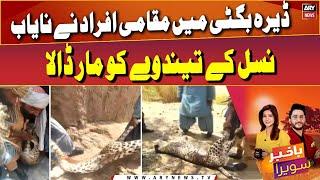 A rare leopard killed by locals in Dera Bugti