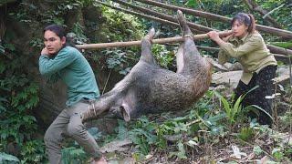 chasing wild boars with wife, picking dong leaves to sell, farm life