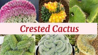 #shemasundar #crestedcactus #cactusnurseryincoimbatore #CollectionofCrestedcactus #cactuscollection