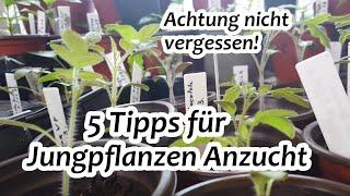 5 Tipps für Jungpflanzen Anzucht