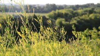 Nature of Central Russia - Forest Steppe | Stock Footage - Videohive