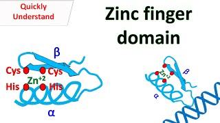 Zinc finger motif